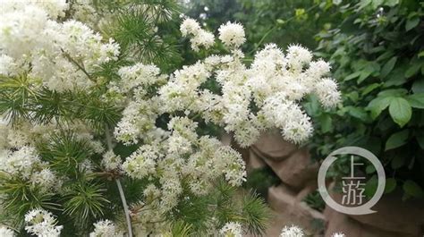 蓬萊松開花|南山植物園熱帶雨林館「下雪了」！